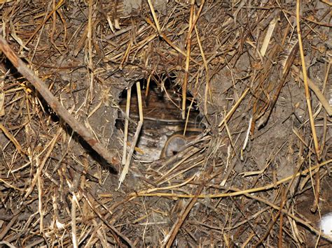 Holes in My Soles: The Hammerkop's nest reveals a surprise!.