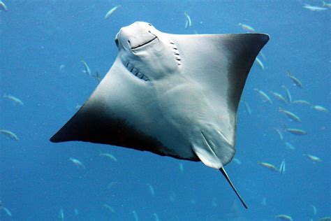 Stingray vs. Box Jellyfish: Which Deep Sea Creature Would Win In A Fight? - A-Z Animals