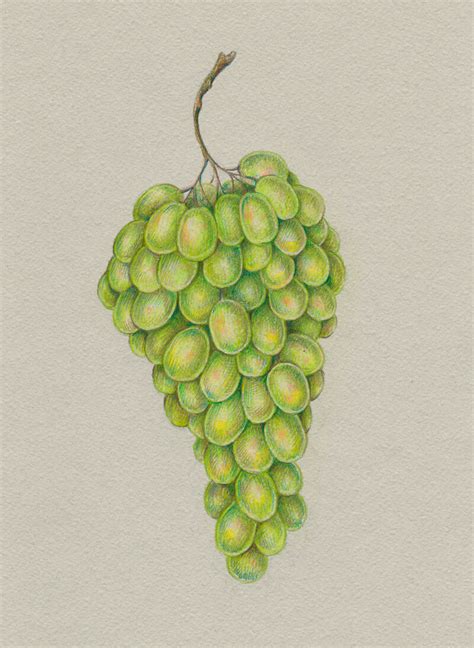 How to Draw Grapes with Colored Pencils