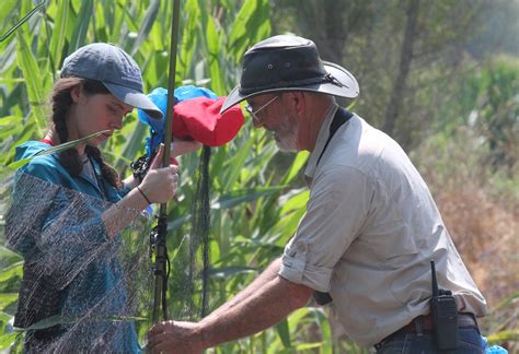 UCD Field Ornithologist working with student to set mist n… | Flickr