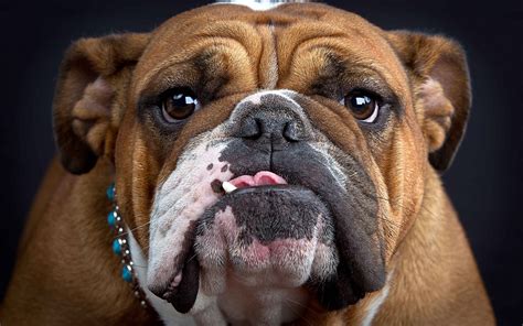 9 English Bulldog HD Wallpapers | Background Images - Wallpaper Abyss