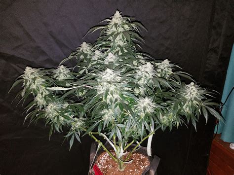 Stardawg Auto Seeds - Fast Buds Autoflowering Cannabis