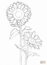 Sunflower coloring Page  Free Printable Coloring Pages sketch template