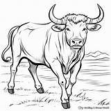 Buffalo Coloring Pages  Free & Printable sketch template