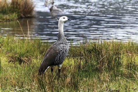 Upland Goose Photograph by Alfred Pasieka/science Photo Library | Fine Art America