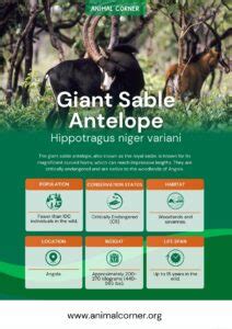 Giant Sable Antelope - Facts, Diet & Habitat Information