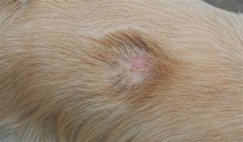 Ringworm In Dogs – How to Prevent and Treat It Effectively – ruffeodrive