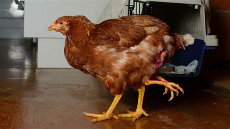 Fundraiser by Olive Needham : April the 4 Legged Chicken.