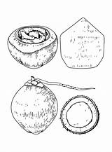 Printable Coconut Coloring Page  Free Pages sketch template