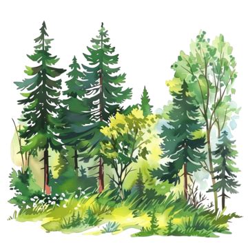 Summer Forest Scenery, Summer, Forest, Wood PNG Transparent Image and ...