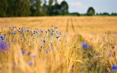 Beautiful Corn Field Wallpapers - 4k, HD Beautiful Corn Field Backgrounds on WallpaperBat