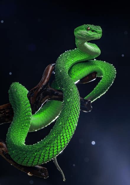 Premium Photo | Green viper snake in close up