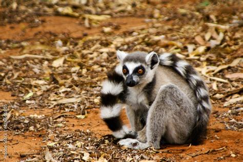 Ring-tailed lemur sitting with long tail curved around its body, Berenty, Madagascar Stock Photo ...