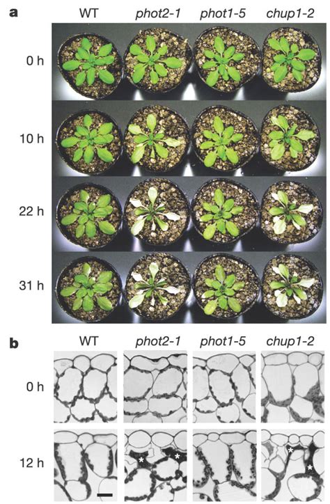 Phenotypes of plants exposed to continuous strong light.a, Wild-type... | Download Scientific ...