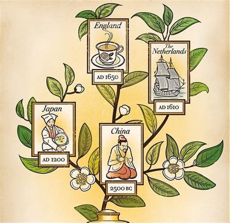 Origin and History of Tea - Learn the story of Tea | Tea Background