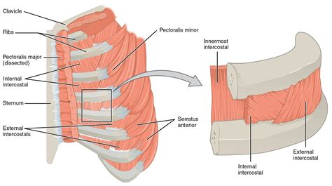 Intercostal muscle Origin, Insertion, Nerve Supply, Action - Mobility