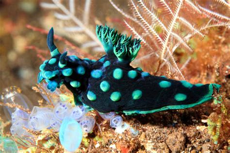 Sea Creatures With Strange Abilities