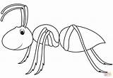 Ant Coloring Page  Free Printable Coloring Pages sketch template