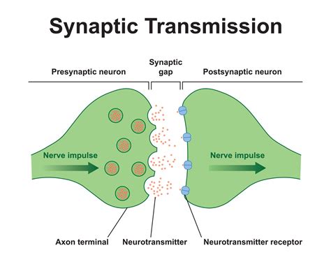 Simple Synapse Diagram