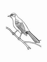 Mockingbird coloring Page sketch template