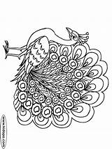 Awesome Peacock Coloring Page Ideas  Creative Pencil sketch template