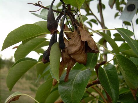 Dormant Season Sprays May Prevent Spring Insect and Disease Damage to Fruit Trees | Panhandle ...