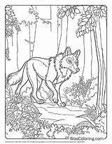 100  Wolf coloring Pages Free PDF To Print Woo Coloring sketch template