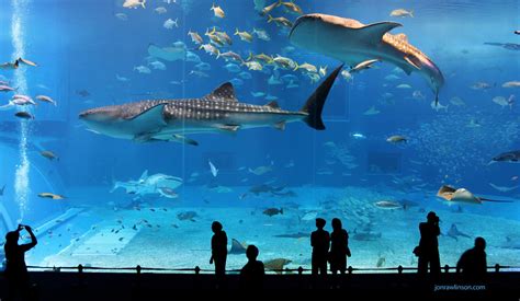 Kuroshio Sea - 2nd largest aquarium tank in the world | Flickr