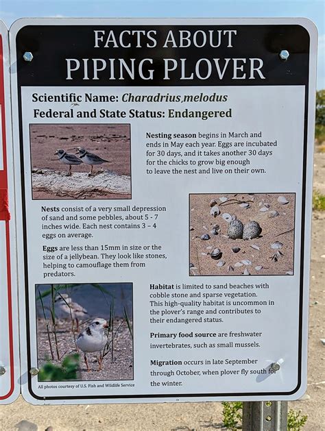 Facts about Piping Plover | Signage within Headlands Dunes S… | Flickr