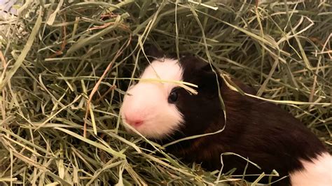 Guinea Pig Hay: What kind and how much? (Guide For New Owners)