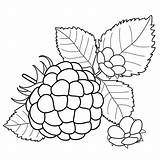 Berries coloring pages To Download And Print For Free sketch template
