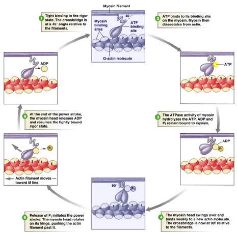 Mechanism of Skeletal Muscle Contraction – Medchrome