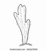 Coloring Mexican Cactus Thorns Vector Illustration เวกเตอร์สต็อก ปลอด  sketch template