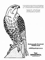 Sélection De coloriage faucon à Imprimer Sur LaGuerchecom  Page 2 sketch template