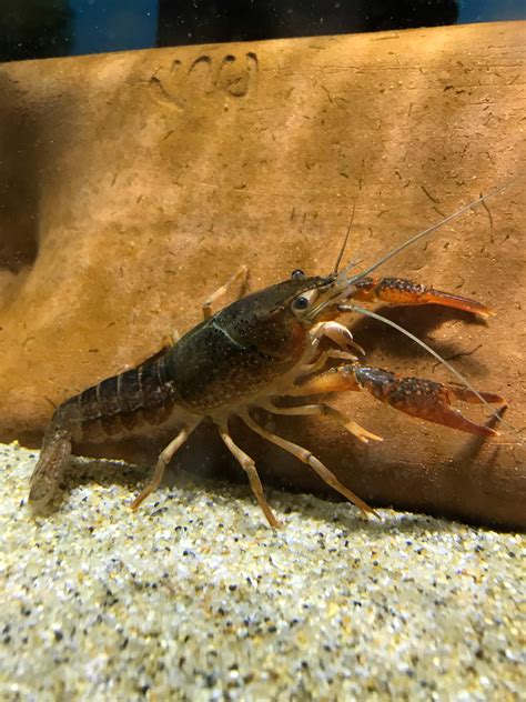 Red Crayfish - Aquarium Fish Depot