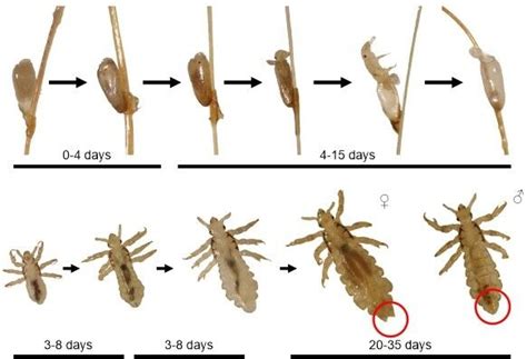 Lice (Phthiraptera) - Factsheet for health professionals