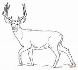 Coloring Cartoon Images Of A Mule Coloring Pages sketch template