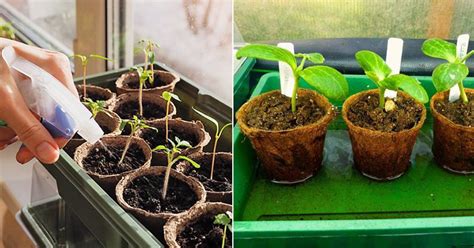 How to Water Seedlings Properly! | Growing plants from seeds, Growing plants, Seedlings