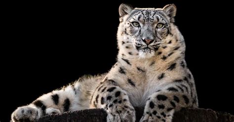 What Do Snow Leopards Eat? Food for a Mighty Predator - A-Z Animals