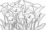 20 Calla Lily Coloring Pages Explore Creativity sketch template