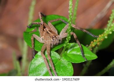 Huntsman Spider Sparassidae Rainforest Habitat Stock Photo 1903117609 | Shutterstock