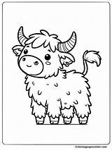Mini Highland Cow Coloring Pages sketch template
