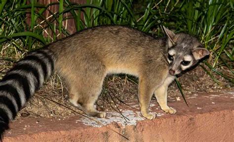 Update on Ringtail at Santa Rita Lodge, Arizona – Mammal Watching