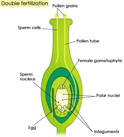 Post Fertilization - Events and Changes in Flowering Plants