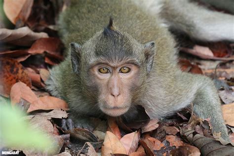 Endangered species listing of long-tailed macaques: 'shocking, painful ...