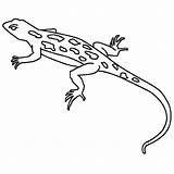 Gecko Coloring Pages  Best For Kids sketch template