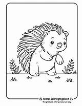 18 Porcupine Coloring Pages  Free Printable 🦔 PDFs sketch template