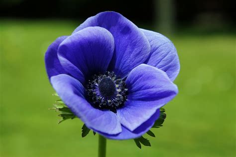 Free Image on Pixabay - Anemone, Blue, Flower, Petals | Anemone flower ...