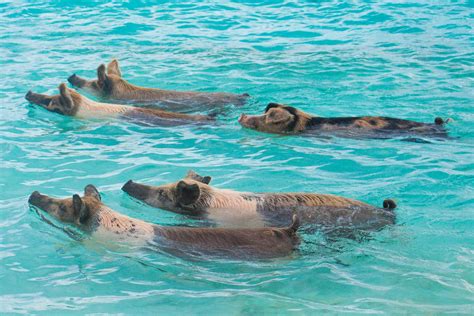 The Swimming Pigs Exuma Story: Why there are Pigs in the Bahamas