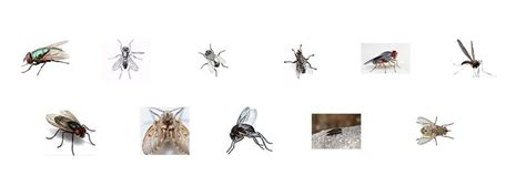 Types Of Flies | Do-It-Yourself Pest Control